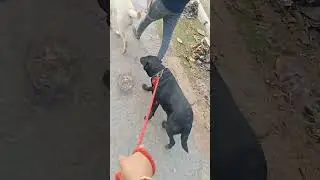lebrador dog cute dog #doglover #trending #viral #denger #cutdog #cutebaby #youtubesort #sortvideo