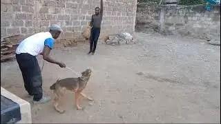 guard dog training