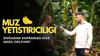 Muz Yetiştiriciliği Nasıl Yapılır? Adım Adım Kurulum ve Bakım Rehberi