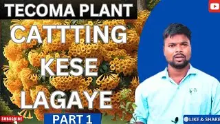 TECOMA PLANT KI CATTTING KESE LAGAYE |How to grow tecoma plant from cattting
