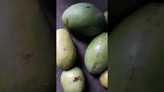 #mango #aam #malihabad #dussheri #aamlover #swadist #fruit #seasonal #youtubeshorts #shortvideo