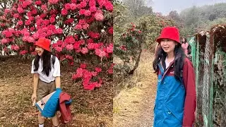 BARSAY Rhododendron Sanctuary | Weekend Trip | 1st April, 25 | West Sikkim