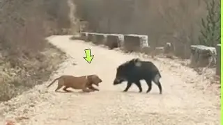 PITBULL ATACA PORCO SELVAGEM SE DA MAL