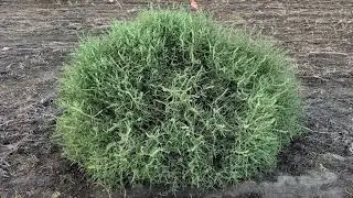 Managing Russian Thistle in a Wheat-Fallow Crop Rotation