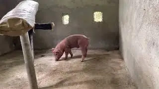 boarlet ng mr jay angel&rsquo;s farm