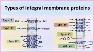 Types of integral membrane proteins