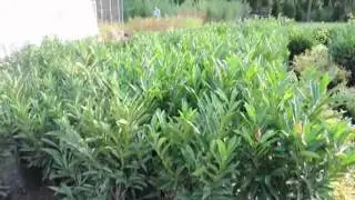 Burning Bushes in the Wild