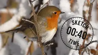 Bird Drawing References: Robin Poses | 40s Drills to Fill your Sketchbook