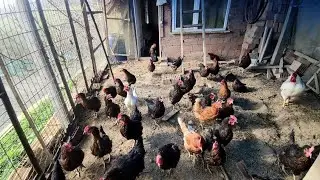 Silivri, Akören köyü. Define buldum bir ay sonra toplayacağım