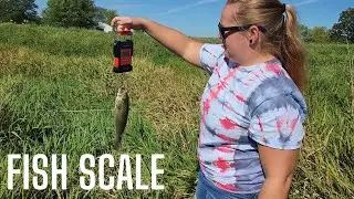 Testing out our new Digital Fish Scale