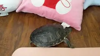 Watch a Turtle | Blanket First Impressions