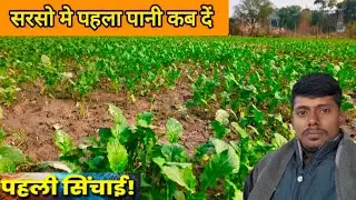सरसो मे पानी कब दें। #Sarson_me_pani_kab_den #musturd