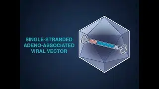 Gene Therapy for Factor IX Deficiency
