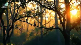 Bird Sounds for Sleeping 💤 Calm Forest Night Sounds