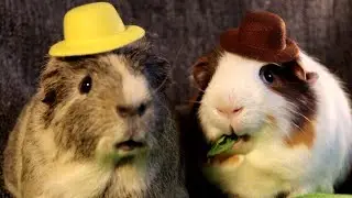 Guinea Pigs Can't Be Overweight!