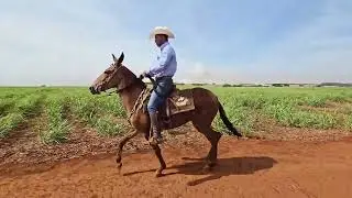Lote 19 Quota da Certeza