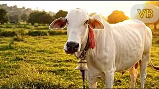 गइया मेरी गइया | Hindi Rhymes | Cow Song | Nursery Kids Video