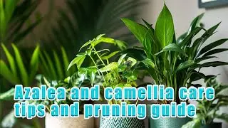Azalea and camellia care tips and pruning guide