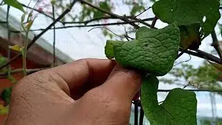 Obtener semillas de la enredadera Antigonon Leptopus o la bell&iacute;sima