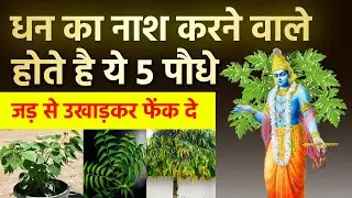 श्री कृष्ण कहते है इन 5 पौधों के कारण होता है धन समाप्त तुरंत उखाड़ कर फेक दे | Vastu tips