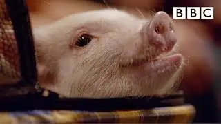 This cute animals day will delight you 🥰 - BBC