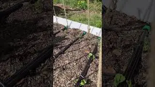 #growyourownfood #growfoodathome #growfood #gardening #garden