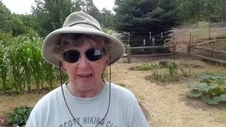 Signs of Under-Watering your Garden