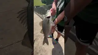Amazing hybrid striped bass!🎣💪🏼