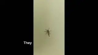 The Fearless Hunter of the Skies | Robber Fly Facts Explained | SciVerse #science #nature #fly #wild