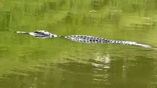 #alligator #texas