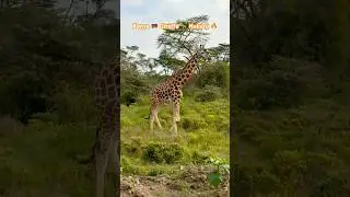 Kenya 🇰🇪 Giraffes 🦒 Nakuru ❤️❤️❤️ #nature #kenya #safari
