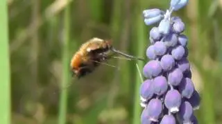 Ein Wollschweber fliegt. Heidesheim