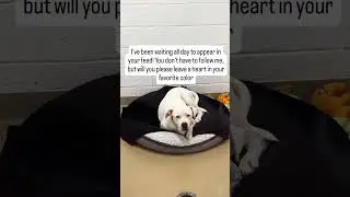 every follow saves lives#usa#uk#canada#germany#cute#love#pets#london#dog