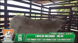 LOTE 25   1 NOVILHA ANELORADA   303 KG - LEIL&Atilde;O GADO MISTO - LEILORIO & LEILOALPA - 13/01/2026