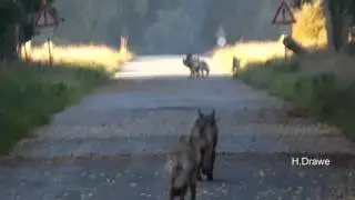 Munster Wolf mit Sender