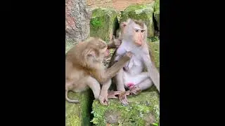 Luna hungry milk of Libby #monkey