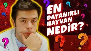 Dünyanın En Dayanıklı Hayvanı Nedir?