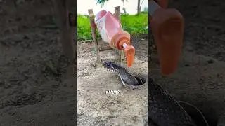 Bikin Jebakan Ular Sederhana dalam 5 Menit! Anti Ribet & Super Efektif