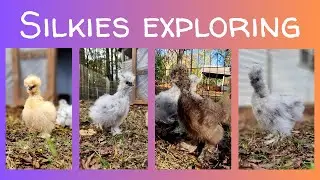 Silkie Youngsters Foraging Outside