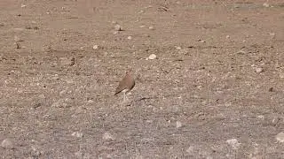 Burchell's Courser, Cursorius rufus, Kgaladi National Park, South Africa, 5 Aug 2012 (1/4)