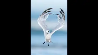 Рай для фотосъемки птиц в Форт-ДеСото с Артуром Моррисом/Птицы как искусство.