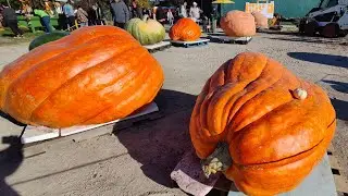 New record of giant pumpkin at Woodbridge #giantpumpkins #competitions