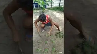 isang paraan ng pagtatanim ng Bermuda plants