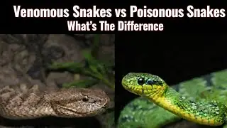 Ядовитые змеи!!!! Давайте узнаем о них побольше 🐍☠️