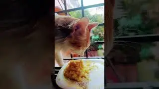 Sandesh babur lunch holo#sandsh #greeting #higuys #reelsyoutubeshorts