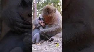 Jinx Grooming Baby Jagger