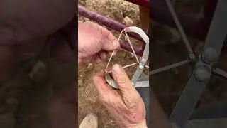 How to Band Castrate a Bull!