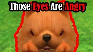 The Tiny Devil Dog's eyes show their True feelings