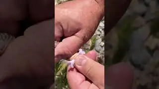 How you tell the gender of a snake 🙊  don't try this on your own especially with a rattlesnake🐍