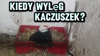 392. Jajka-nowy rekord...🥚Co u kaczki? 🦆Zakupy, sałata i inne aktualności...